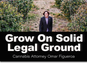 cannabis attorney Omar Figueroa